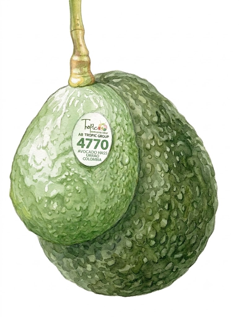 aguacate hass solo